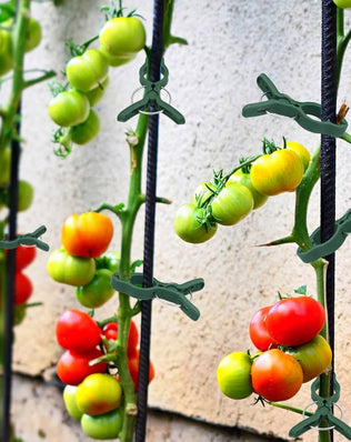 Set of 50 Problems Solved plant support clips for tomatoes and garden plants, shown attaching plants to stakes for support.