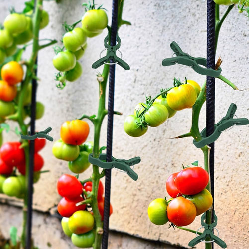Set of 50 Problems Solved plant support clips for tomatoes and garden plants, shown attaching plants to stakes for support.