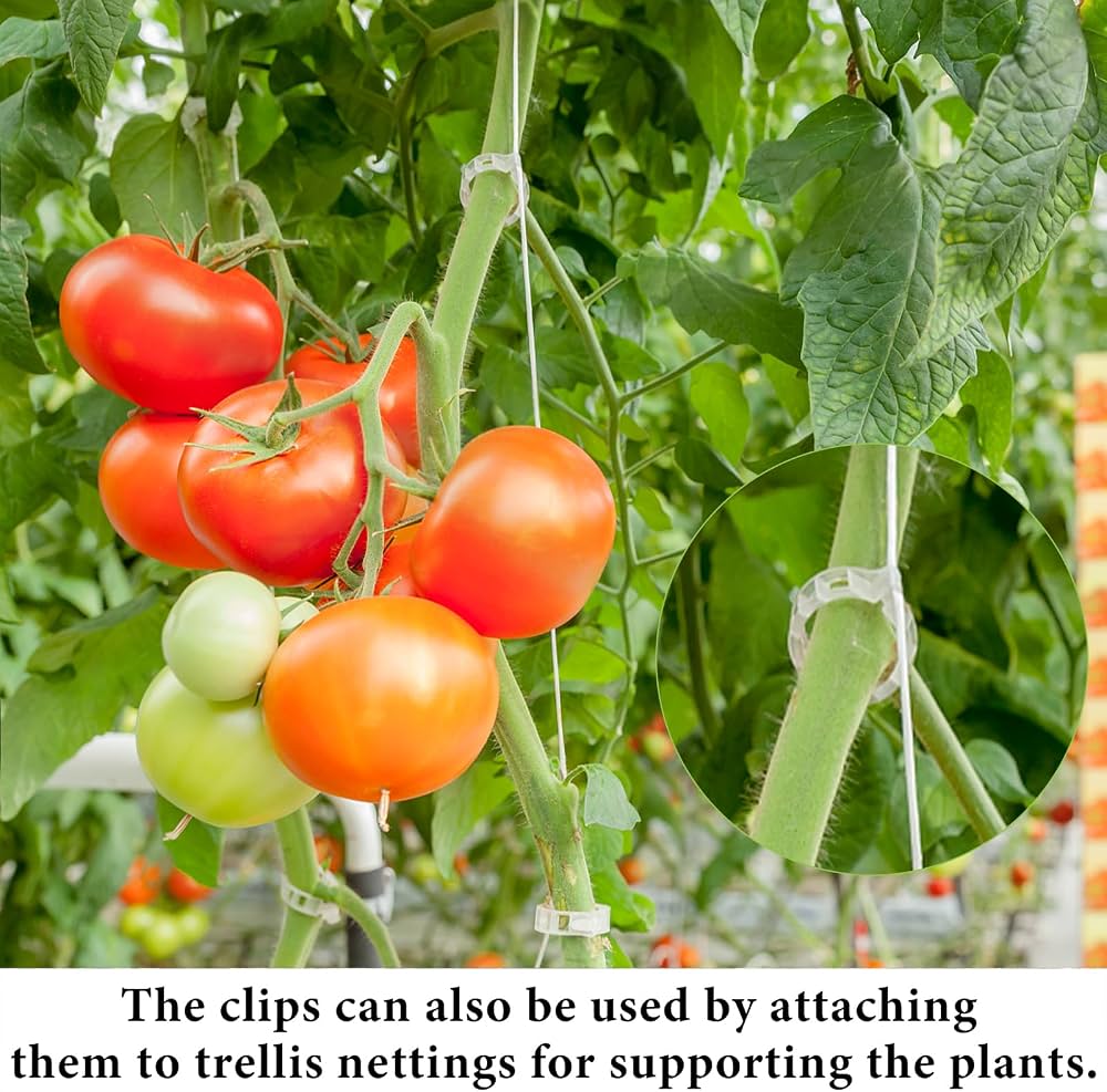 Set of 200 Problems Solved plant clips for climbing plants, tomato hooks, and trellis support in a natural outdoor setting