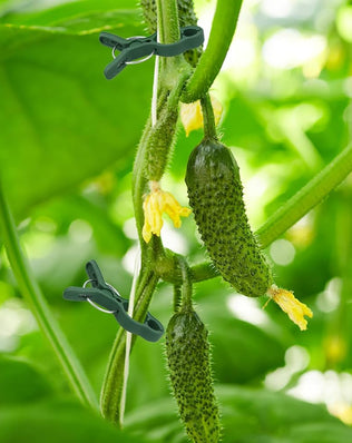 Problems Solved 50-pack tomato plant support clips for garden plants, flexible and sturdy clips for plant stability and growth support.